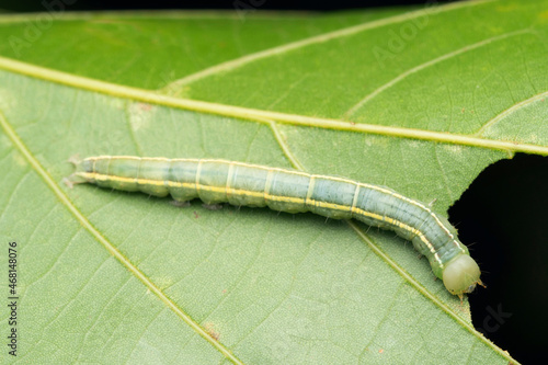Tiger moth caterpillar, Anticarsia tigris, Satara, Maharashtra, India photo