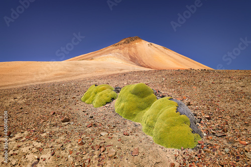 Volcanic landscape Jurasi in Lauca National Park, Chile with Yareta plant (Azorella compacta) on the slope of a volcano photo