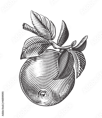 Apple branch vector drawing. Hand drawn tree branch with apple and leaves. Engraving style. Vector illustration.