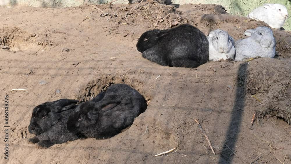 rabbits at their burrows in their natural environment Stock ビデオ Adobe