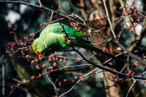 Green rose ringed parakeet in a tree during Spring in Amsterdam, The Netherlands, Europe