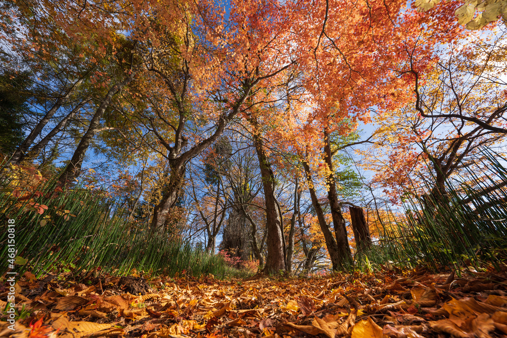 落ち葉で敷き詰められた秋の散策路