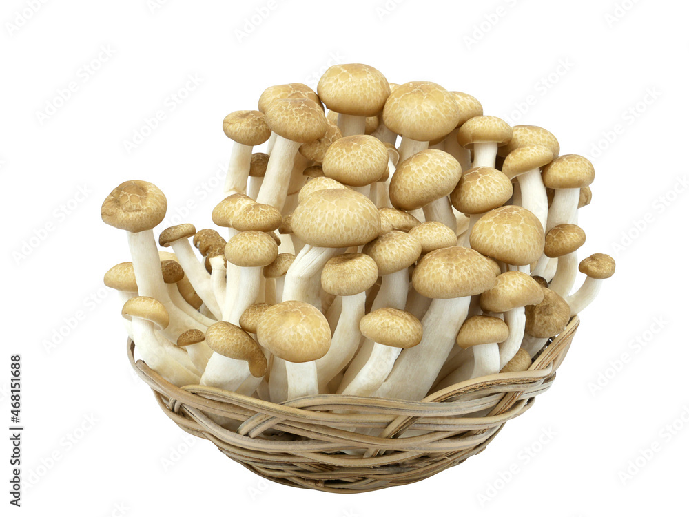 Shimeji mushrooms brown varieties in a basket isolated on white background.