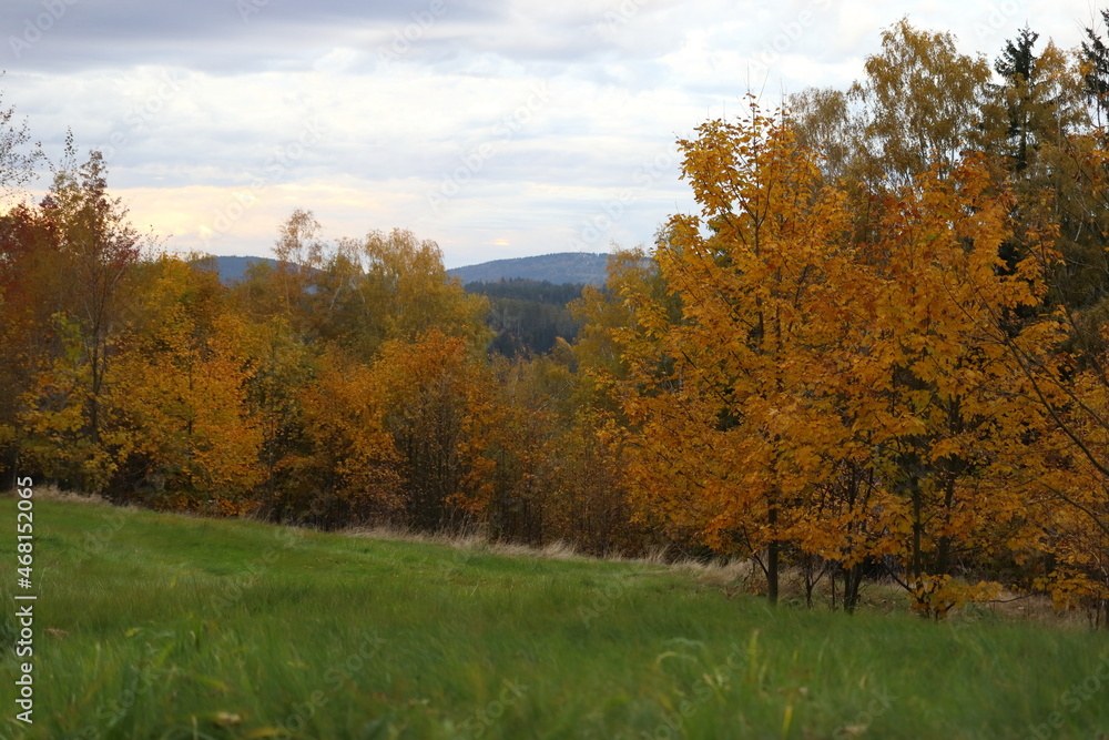 autumn colored trees on the edge of the forest