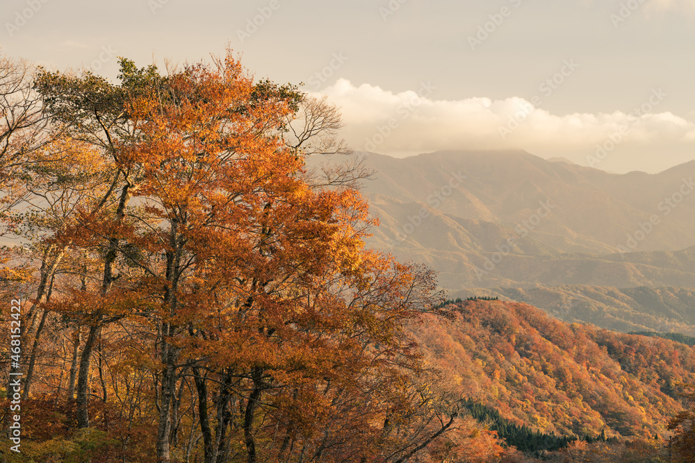 【自然】紅葉した夕方の秋の森林　鳥取県の大山
