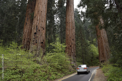 Giant redwood trees, California 
