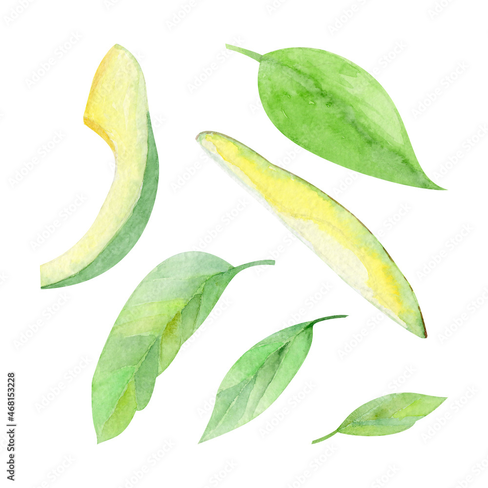 Obraz premium Watercolor avocado on a white background 600 dpi