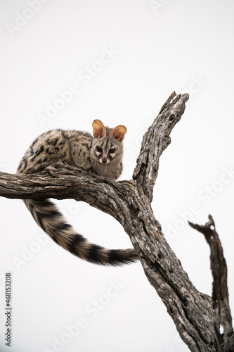 Spotted Genet