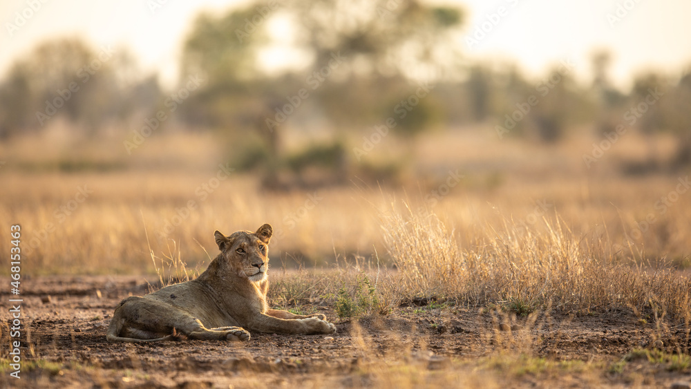 Naklejka premium Lioness