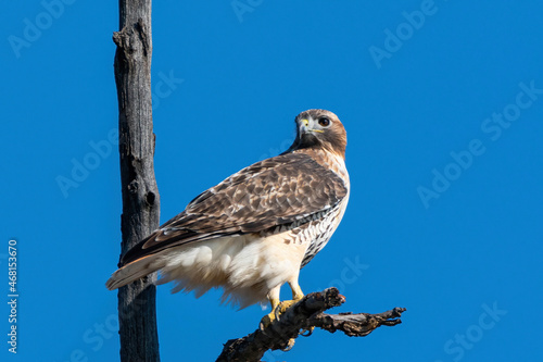 Red-tailed hawk perched on a branch. Clear blue sky on an autumn day. Captured in a Toronto park.