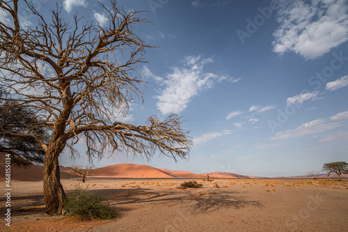 Trees in the desert