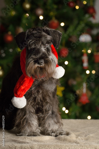 Schnauzer portrait