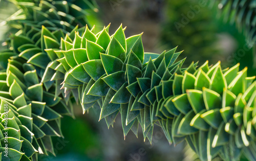 Photography Close-up of spiky green branch of Araucaria araucana, monkey puzzle tree, monkey