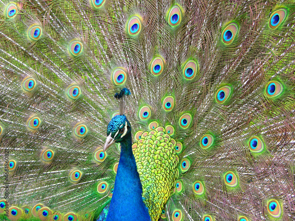 Obraz premium Peacock displaying his tail