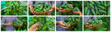 Collage of harvest garden cucumbers. Selective focus.