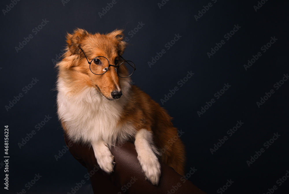 sheltie puppy with glasses on a blue background in the studio
