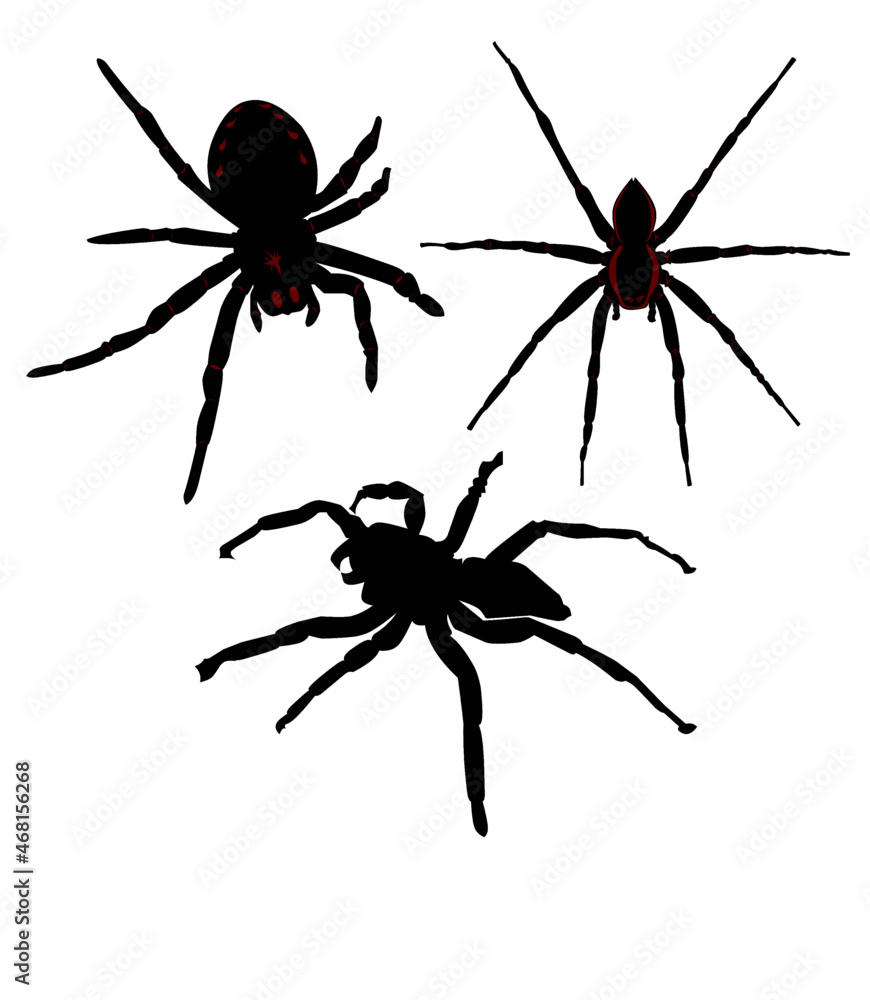 vector image of three different types of spiders. Stock Vector Adobe