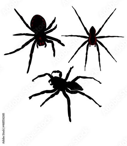 vector image of three different types of spiders.