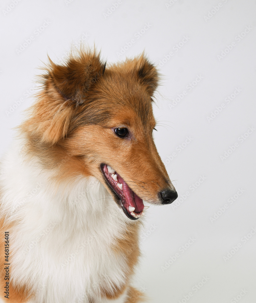 the head of a sheltie puppy on a white background in the studio the head of a sheltie puppy on a white background in the studio