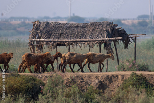 herd of sheep in village 