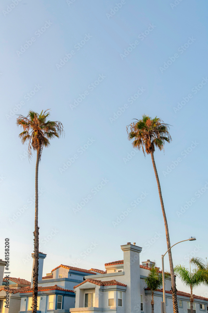Two tall palm trees outside a building at Oceanside, California