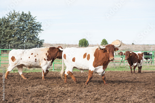 Fotografia Cow farm for human consumption