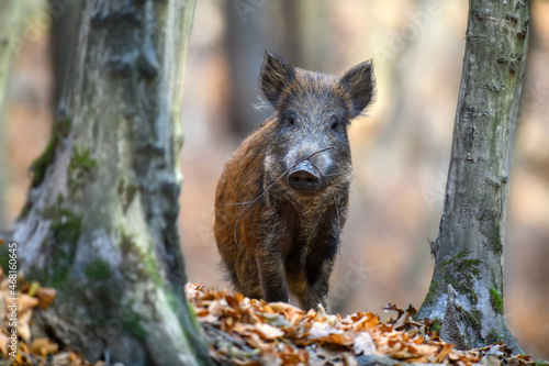 Male Wild boar in autumn forest Fotobehang
