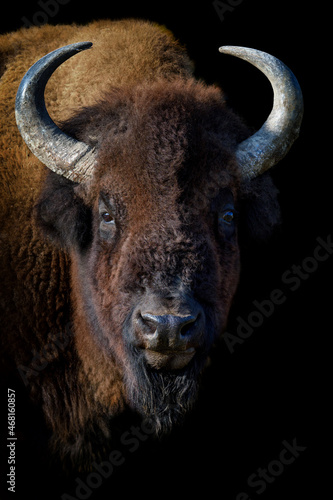 Leinwand Poster Portrait Bison on black background. Wildlife scene from nature