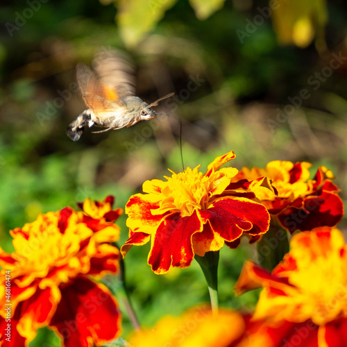 macroglossum stellatarum hovering over flowers and feeding © pfongabe33