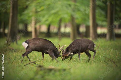 Sika deer stags fighting a battle photo