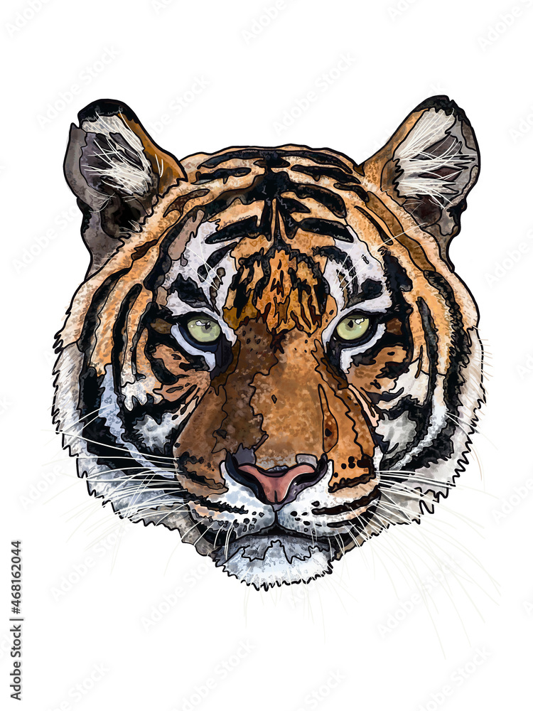 Fototapeta premium Tiger head, stylish cool detailed hand drawn illustration isolated on white background for wild nature cards or new year festive products design.