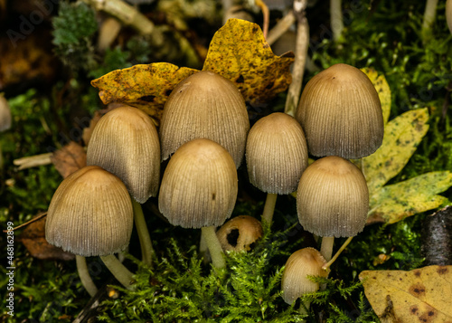 mushrooms in the wild Tapéta, Fotótapéta