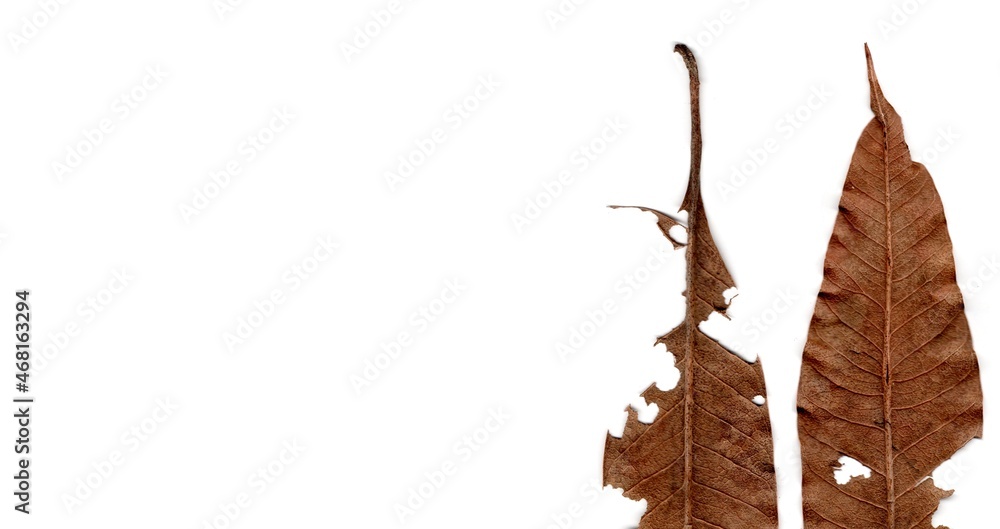 Naklejka premium dry leaf isolated on white background