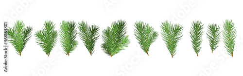 Obraz na płótnie A set of Christmas tree green branches for a Christmas decor