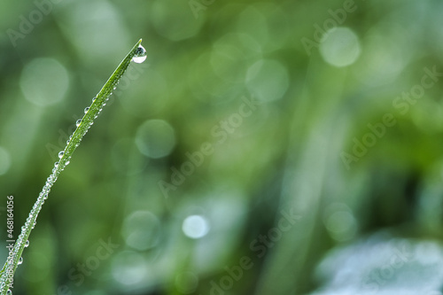 Dew drops on a blade of grass in a meadow