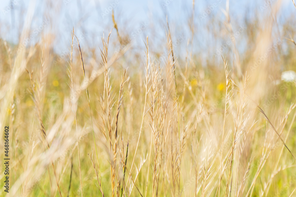 Beautiful abstract closeup of golden dried meadow grass. Beautiful fall rural nature background landscape. Great design for any purposes. Vegetation close-up. Selective focus Beautiful abstract closeup of golden dried meadow grass. Beautiful fall rural nature background landscape. Great design for any purposes. Vegetation close-up. Selective focus