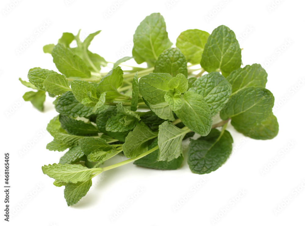 Mint leaf on white background Mint leaf on white background