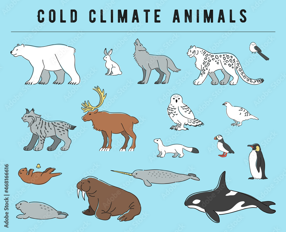 寒い地域に住む動物のイラストセット Vector De Stock Adobe Stock 寒い地域に住む動物のイラストセット Vector De Stock Adobe Stock