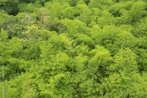 The picture from the top view of leaf green bamboo is the background from nature, seamless leaf bamboo pattern.