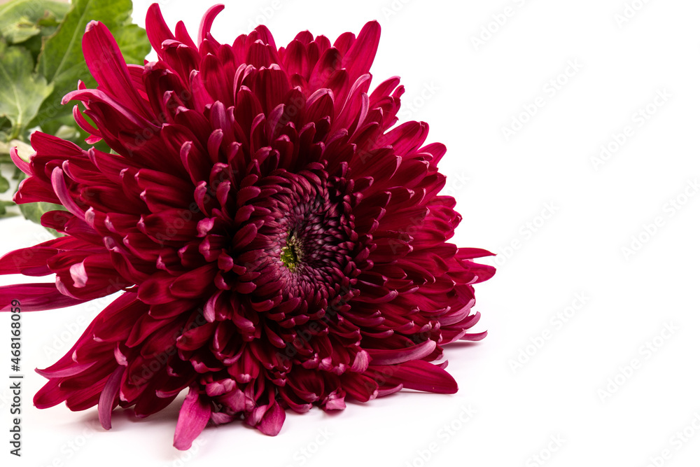 Red chrysanthemum flower on white background isolated with clipping path. Closeup. Вig shaggy flower. for design. Dahlia, Chrysanthemum flower Red chrysanthemum flower on white background isolated with clipping path. Closeup. Вig shaggy flower. for design. Dahlia, Chrysanthemum flower
