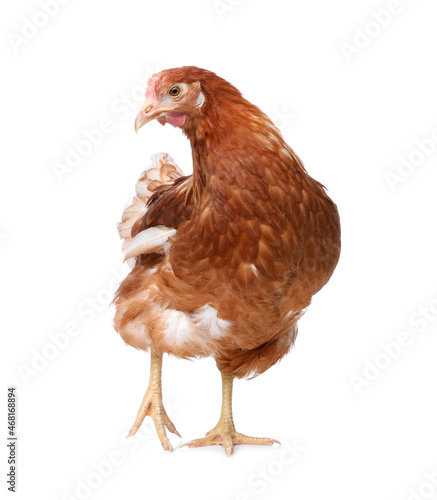 Beautiful chicken on white background. Domestic animal © New Africa