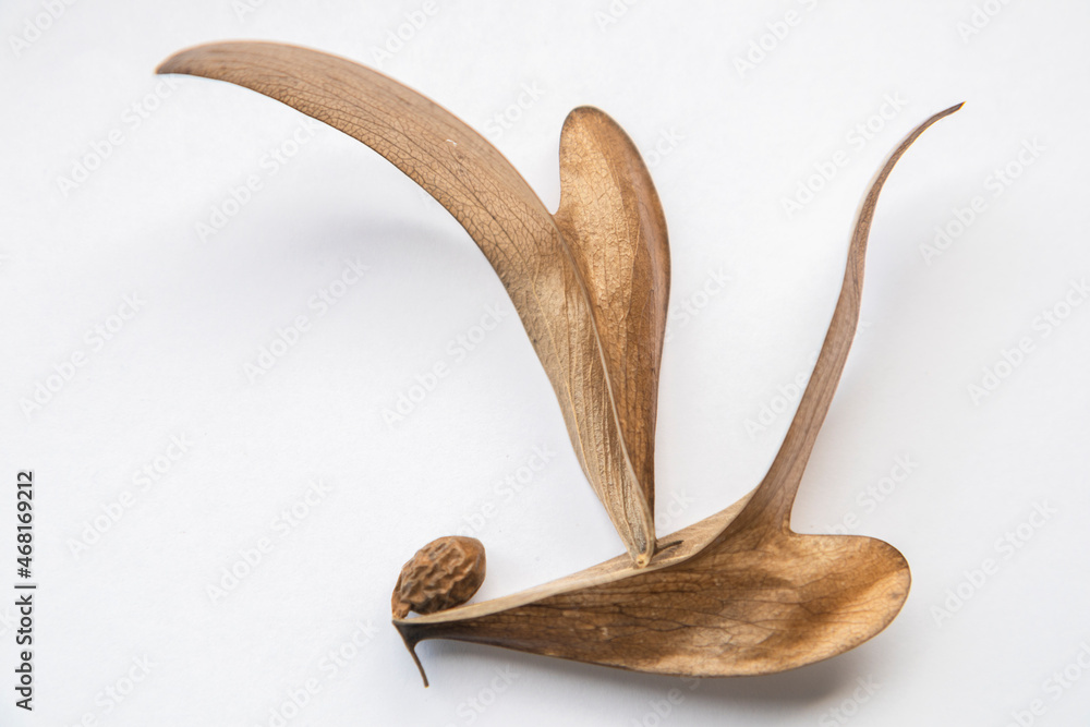 A blur of brown dry field tread on a white background. There is a round brown seed, creative nature in Dipterocarpus alatus A blur of brown dry field tread on a white background. There is a round brown seed, creative nature in Dipterocarpus alatus