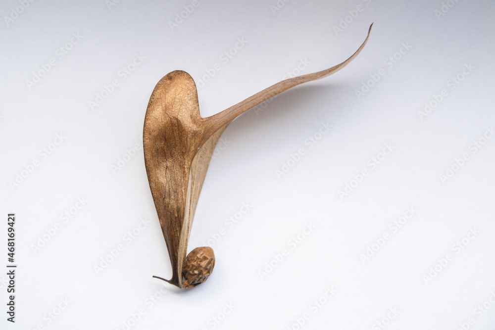 A blur of brown dry field tread on a white background. There is a round brown seed, creative nature in Dipterocarpus alatus A blur of brown dry field tread on a white background. There is a round brown seed, creative nature in Dipterocarpus alatus