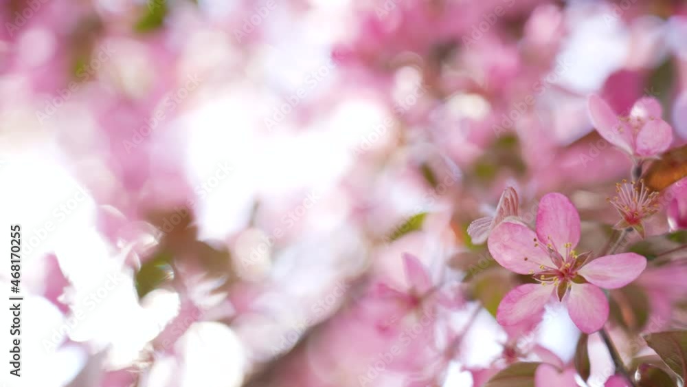 BeautBeautiful abstract floral 4k pink video backgroundiful abstract floral 4k pink video background BeautBeautiful abstract floral 4k pink video backgroundiful abstract floral 4k pink video background