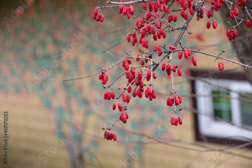Canvas Print A photo of Sansuyu,corni in Sansuyu Village, South Korea in early spring