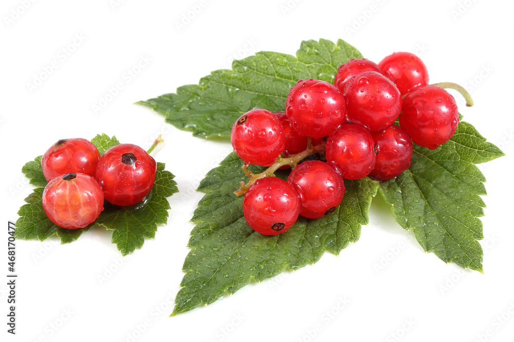 Beautiful red currant with leaves Beautiful red currant with leaves