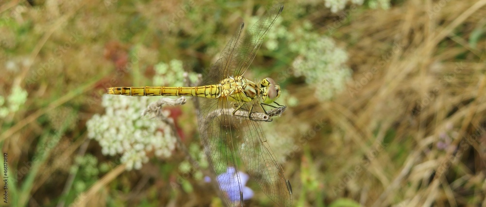 Golden dragonfly sitting on a branch in the field