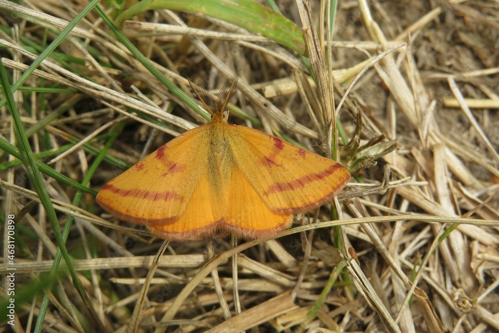 Orange Lythria butterfly on dry grass in the field, closeup Orange Lythria butterfly on dry grass in the field, closeup