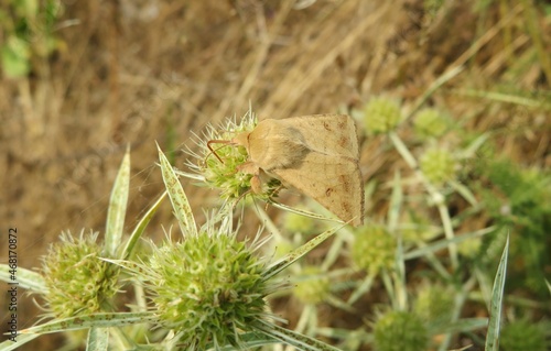 Brown butterfly moth on eryngium plant in the field photo