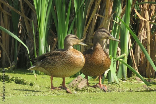 Beautiful two ducks in a pond against reeds background